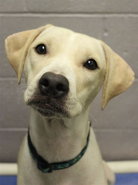Buddy dog massachusetts - Animals for adoption at Buddy Dog Humane Society in Sudbury, Massachusetts | PetCurious. Search pets. PetCurious. Animal Shelters And Rescues. Buddy Dog …